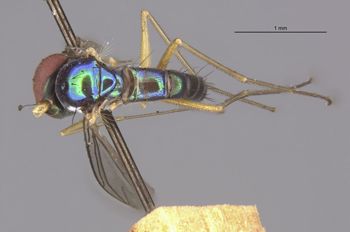 Media type: image;   Entomology 15986 Aspect: habitus dorsal view